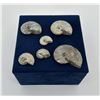 Image 1 : Collection of Fossil Ammonites