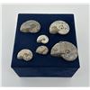 Image 2 : Collection of Fossil Ammonites