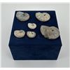 Image 3 : Collection of Fossil Ammonites