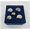 Image 2 : Collection of Fossil Ammonites