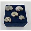 Image 1 : Collection of Fossil Ammonites