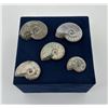 Image 2 : Collection of Fossil Ammonites