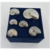 Image 1 : Collection of Fossil Ammonites