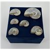 Image 2 : Collection of Fossil Ammonites