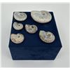 Image 3 : Collection of Fossil Ammonites