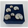 Image 1 : Collection of Fossil Ammonites