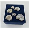 Image 2 : Collection of Fossil Ammonites