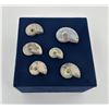 Image 1 : Collection of Fossil Ammonites