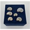 Image 2 : Collection of Fossil Ammonites