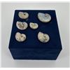 Image 3 : Collection of Fossil Ammonites