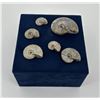 Image 1 : Collection of Fossil Ammonites