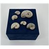 Image 2 : Collection of Fossil Ammonites