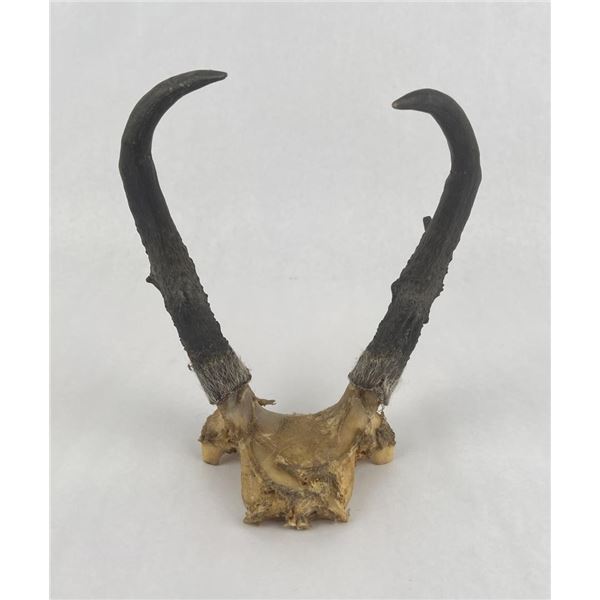 Montana Pronghorn Antelope Horns
