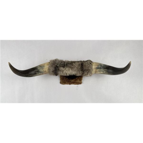Taxidermy Montana Steer Bull Horns