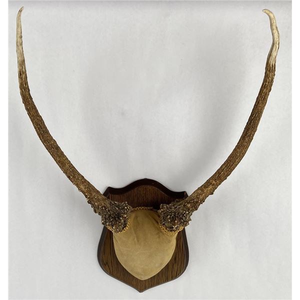 Montana Rocky Mountain Elk Horns