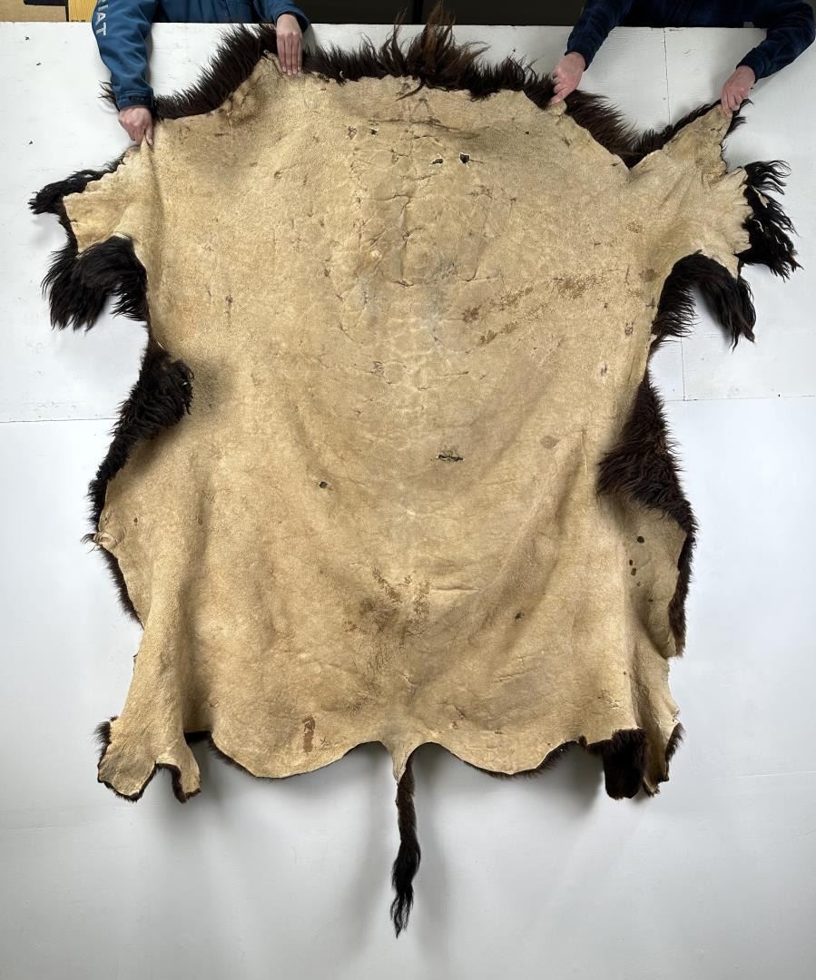 Mounted Buffalo Robe Large Taxidermy Montana Buffalo Hide Robe Rug