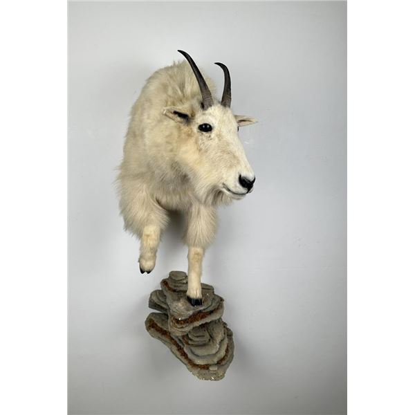 Trophy Montana Mountain Goat Shoulder Mount