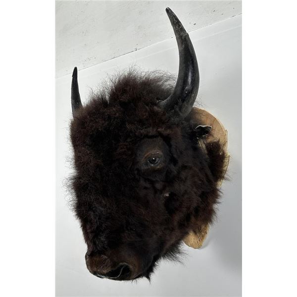 Large Taxidermy Montana Buffalo Head Mount