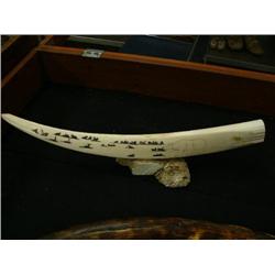 Scrimshawed Ivory Tusk 23" by Qualhapak, bears, walruses, whale and done in Old Bering Sea style, mo