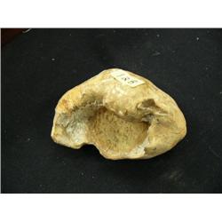 6" Fossilized Whale Ear Drum, Huge 612A