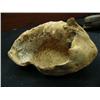 Image 2 : 6" Fossilized Whale Ear Drum, Huge 612A