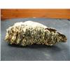 Image 3 : 7" Mammoth Tooth