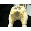 Image 11 : 30" female walrus head mount, ca. 1960, scrimshawed with walruses-seals-hunter on right tusk, left t