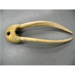 30" female walrus head mount, ca. 1960, scrimshawed with walruses-seals-hunter on right tusk, left t