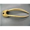 Image 1 : 30" female walrus head mount, ca. 1960, scrimshawed with walruses-seals-hunter on right tusk, left t