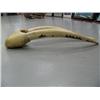 Image 2 : 30" female walrus head mount, ca. 1960, scrimshawed with walruses-seals-hunter on right tusk, left t