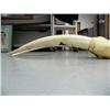 Image 7 : 30" female walrus head mount, ca. 1960, scrimshawed with walruses-seals-hunter on right tusk, left t