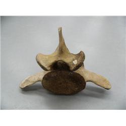 24" hundred+ year old whale bone vertebrae (3)