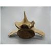 Image 1 : 24" hundred+ year old whale bone vertebrae (3)