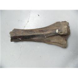 22" spedimen- mastadon leg bone