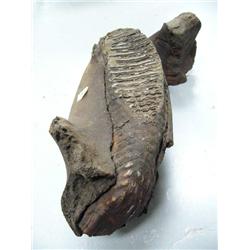 Mastadon jaw bone with tooth