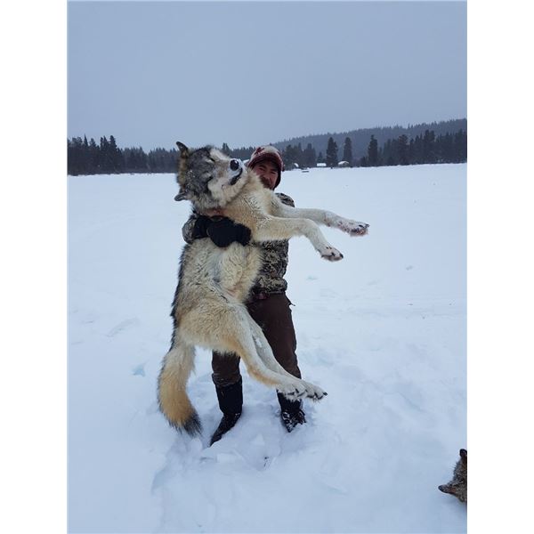Alberta Wolves Hunt