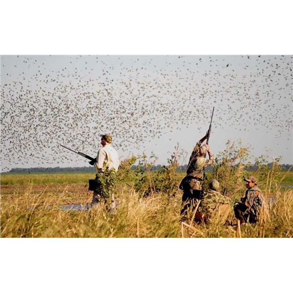 Argentina Dove & Pigeon Hunt