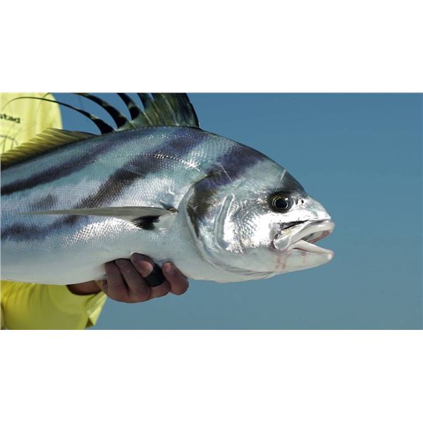 Fish Slamming Mexico