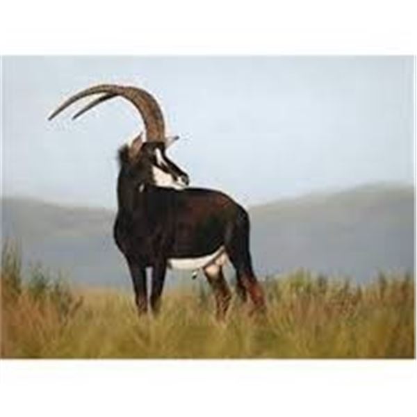 South Africa Leopard Valley