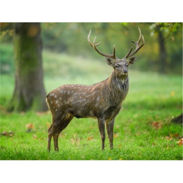 Ireland Sika Stag Hunt