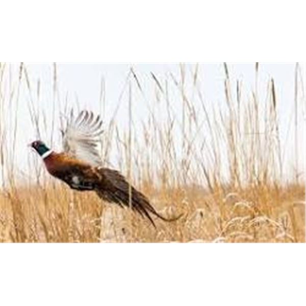 North Dakota Pheasant Hunt
