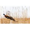 Image 1 : North Dakota Pheasant Hunt