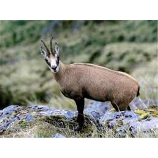 New Zealand Chamois