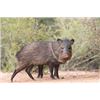 Image 1 : Arizona ultimate Javalina , predator, and upland game bird hunt!