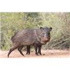 Image 1 : Arizona ultimate Javalina , predator, and upland game bird hunt!