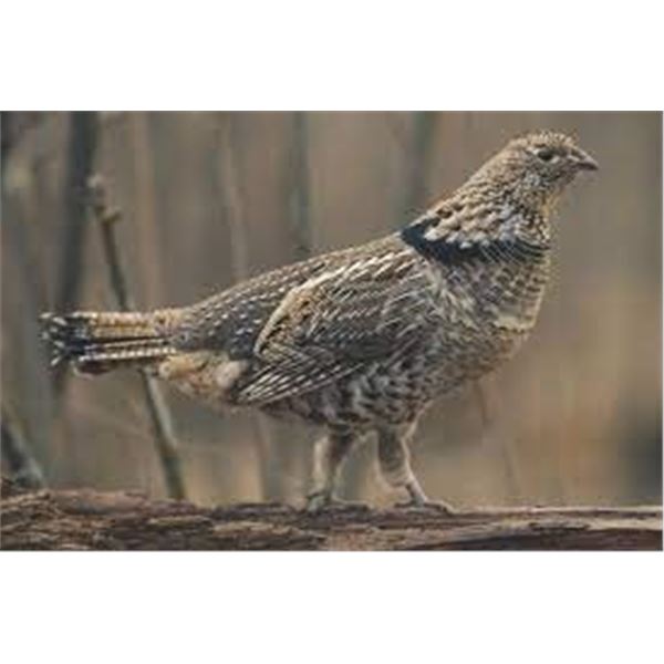 Michigan Guided Ruffled Grouse/Woodcock Hunt