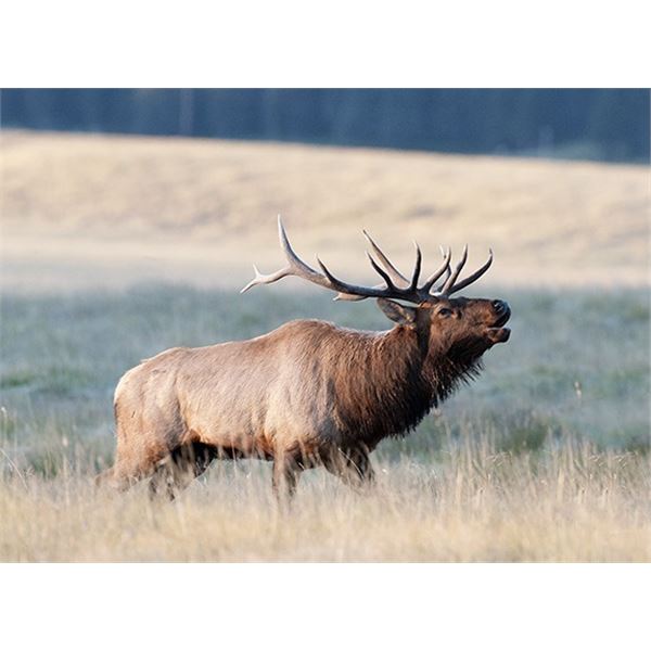 New Mexico Muzzleloader Elk