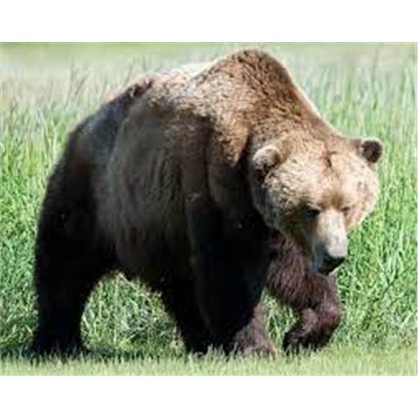Kodiak Island- Brown Bear Hunt.