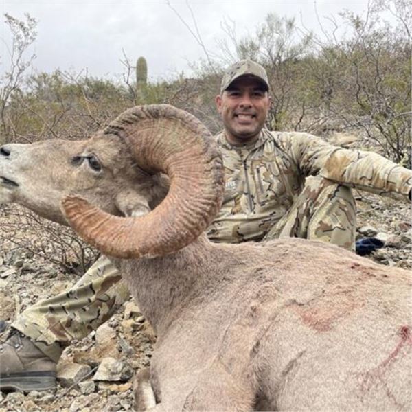 Sonora Mexico desert sheep hunt