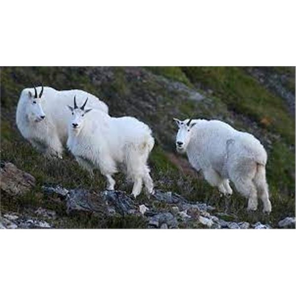 Alaska mountain Goat